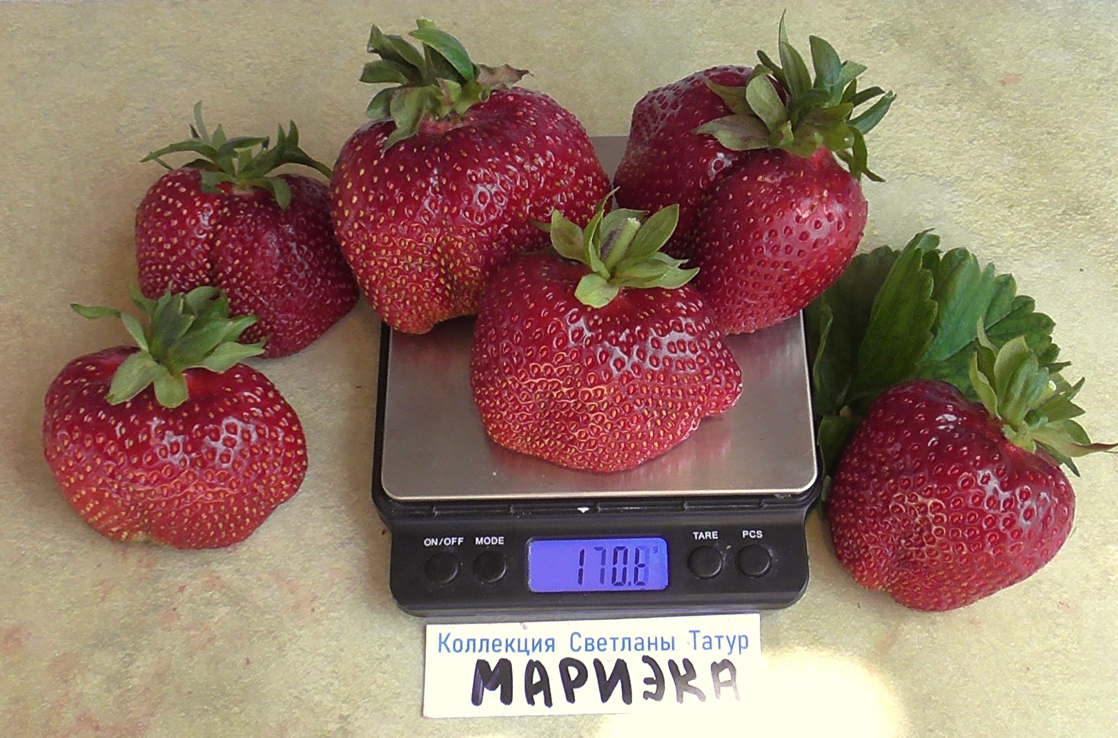 Мариека (Marieka)