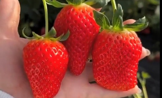 № 54  Си Чжу (Si ji)