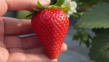 № 48  Мяосян ( Miaoxiang)