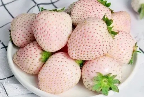 № 51  Bai Xue Gongzhu  «Белоснежка»